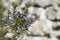 Rosemary plant (Rosmarinus officinalis)