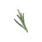 Rosemary plant single twig with leaves engraving vector illustration isolated.