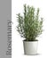 Rosemary plant in vase