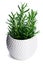 Rosemary plant in white clay pot isolated on white background