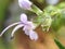 Rosemary purple flower macro