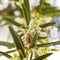 Rosemary(Rosmarinus officinalis)