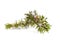 Rosemary(Rosmarinus officinalis)