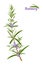 Rosemary Rosmarinus officinalis. Leaves and flowers - Vector