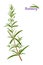 Rosemary Rosmarinus officinalis perennial herb with fragrant evergreen leaves.Vector.