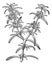 Rosemary or Rosmarinus officinalis vintage engraving