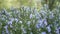 Rosemary salvia herb in garden, California USA. Springtime meadow romantic atmosphere, morning wind, delicate pure