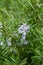 The Rosemary Salvia rosmarinus