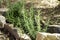 Rosemary seedling that begins to grow in the garden bordered by stones