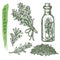 Rosemary set, herbs and aromatic spice seasonings