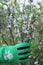 Rosemary shrub in flower Hand wearing gardening glove