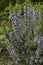 Rosemary shrub with purple flowers