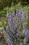 Rosemary shrub with purple flowers