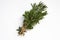 Rosemary sprigs with green leaves tied in a bundle with hemp rope concept aromatic herbs isolate white background close up without