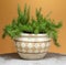 Rosemary in a terracotta pot