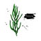 Rosemary vector drawing. Isolated plant branch with leaves.