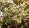 Rosemary wild blooming summer on the rocks