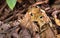 Rosenberg`s treefrog, or Gladiator treefrog Hypsiboas rosenbergi