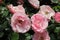 `Rosenprofessor Sieben rose flower head at the Guldemondplantsoen Rosarium Boskoop