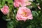 `Rosenprofessor Sieben rose flower head at the Guldemondplantsoen Rosarium Boskoop