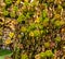 Roseroot stonecrop. Rhodiola rosea. Golden root plant. From UC Berkeley botanical garden