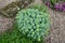 Roseroot stonecrop shrub. Sedum rosea