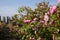 Roses in An Agricultural Field