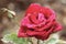 Roses appreciate the spring rains to cool off and enhance the colors and beauty of nature. red roses reflect light through the wat