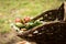 Roses in a basket in a garden