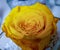 Roses, beautiful flowers of various colors. they are given to send messages. in the picture a specimen of a very yellow-colored ro