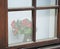 Roses behind old window