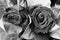 Roses black and white