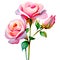 Roses in Bloom: Watercolor Charm PNG Collection