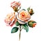 Roses in Bloom: Watercolor Charm PNG Collection