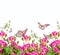 Roses and butterfly, floral background