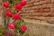 A roses climb on a brick wall
