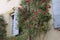 Roses climbing a wall, Lourmarin, Vaucluse, Provence-Alpes-CÃ´te d`Azur