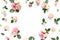 Roses and cloves, branches, floral pattern on white background. Flat lay, top view. Valentine`s background. Floral frame