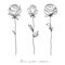 Roses. Collection of isolated flower sketch on white background