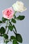 Roses couple love perfume white pink deep isolated background