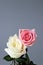 Roses couple love pink white isolated deep card background