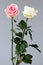 Roses couple love white pink isolated deep card background