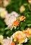 Roses covered with dewdrops