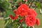 Roses (Diff. types and colors of Roses) in Nishat Garden, SriNagar, India.