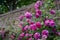 Roses at Eastcote House Gardens, historic walled garden in Eastcote, Pinner, UKgdon, UK