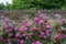 Roses at Eastcote House Gardens, historic walled garden in Eastcote, Pinner, UKgdon, UK