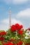 Roses and Eiffel Tower, Paris, France