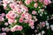 Roses field, pink, colorful flowers background