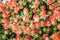 Roses Fiesta Bush Background