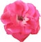 The roses flower bud, pink rose, gentle petals of a plant, garden flora, the subject on a white background,